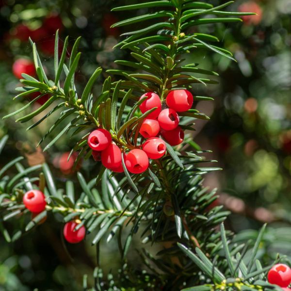 Taxus baccata - Yew - 3 Litre